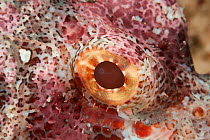 Tasseled scorpionfish (Scorpaenopsis oxycephala), detail of the eye. North Raja Ampat, West Papua, Indonesia.