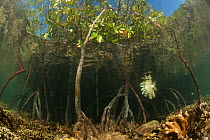 Mangrove roots beneath the water, with foilage visible above the surface. North Raja Ampat, West Papua, Indonesia, February 2010.