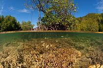 Split-level shot of a shallow coral reef and mangroves. North Raja Ampat, West Papua, Indonesia, February 2010.