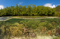 Split-level shot of a shallow coral reef with bushy corals resembling the foliage of the mangroves above. North Raja Ampat, West Papua, Indonesia, February 2010.