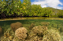 Split-level shot of a shallow coral reef with bushy corals resembling the foliage of the mangroves above. North Raja Ampat, West Papua, Indonesia, February 2010.