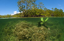 Split-level shot of a snorkeler swimming underwater above a shallow coral reef, with mangroves in the background. North Raja Ampat, West Papua, Indonesia, February 2010.
