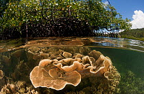 Split-level shot of a shallow coral reef and mangroves. North Raja Ampat, West Papua, Indonesia, February 2010.