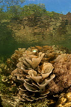 Shallow coral reef with mangrove reflections. North Raja Ampat, West Papua, Indonesia, February 2010.