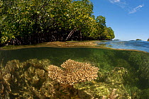 Split-level shot of mangroves and a shallow coral reef. North Raja Ampat, West Papua, Indonesia, February 2010.