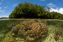 Split level of a shallow coral reef and mangroves. North Raja Ampat, West Papua, Indonesia, February 2010.