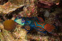 Mandarinfish (Synchiropus splendidus) North Raja Ampat, West Papua, Indonesia.