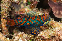 Mandarinfish (Synchiropus splendidus) resting on coral. North Raja Ampat, West Papua, Indonesia.