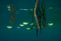 Shoal of Banded archerfish (Toxotes jaculatrix) swimming among the mangrove roots. North Raja Ampat, West Papua, Indonesia.