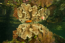 Leather coral reflected in shallow water, North Raja Ampat, West Papua, Indonesia.