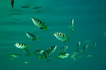 Shoal of Banded archerfish (Toxotes jaculatrix) in the mangroves, with their reflections on the water surface. North Raja Ampat, West Papua, Indonesia.
