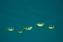 Banded archerfish (Toxotes jaculatrix) in the mangroves. North Raja Ampat, West Papua, Indonesia.