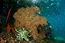 Fan coral (Gorgonacea) in the shallows, surrounded by mangrove roots and tiny fish. North Raja Ampat, West Papua, Indonesia, February.
