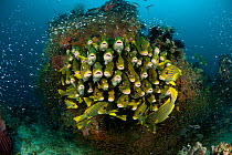 Schooling Yellow ribbon sweetlips (Plectorhinchus polytaenia) surrounded by glassy sweepers. North Raja Ampat, West Papua, Indonesia.