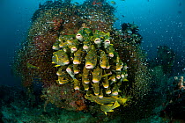 Schooling Yellow ribboned sweetlips (Plectorhinchus polytaenia) surrounded by glassy sweepers. North Raja Ampat, West Papua, Indonesia.