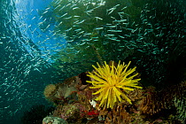 Coral reef with yellow featherstar in the shallows. North Raja Ampat, West Papua, Indonesia.