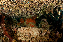 Tassled wobbegong (Eucrossorhinus dasypogon) well-camouflaged on coral. North Raja Ampat, West Papua, Indonesia.