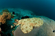 Tassled wobbegong (Eucrossorhinus dasypogon) resting on a large coral. North Raja Ampat, West Papua, Indonesia.