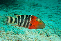 Redbreasted / Red banded wrasse (Cheilinus fasciatus). North Raja Ampat, West Papua, Indonesia.