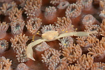 Tiny reef crab on a coral. North Raja Ampat, West Papua, Indonesia