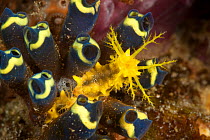 Yellow sea cucumber (Colochirus robustus) on a Tunicate (Clavelina robusta). North Raja Ampat, West Papua, Indonesia.