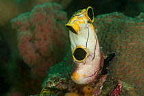 Three hole tunicate / sea squirt / ascidian (Polycarpa aurata). North Raja Ampat, West Papua, Indonesia.