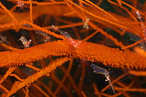 Black coral shrimps (Periclimenes psamathe) on coral, North Raja Ampat, West Papua, Indonesia