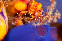 Pygmy seahorse (Hippocampus pontohi) clinging to a hydroid amidst tunicates. North Raja Ampat, West Papua, Indonesia.