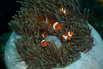 Four True clownfish / Clown anemonefish(Amphiprion percula) in their mostly-retracted anemone. North Raja Ampat, West Papua, Indonesia.