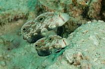 Pair of Twinspot gobies (Signigobius biocellatus) blending in with the sand and coral. North Raja Ampat, West Papua, Indonesia.