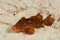 Juvenile Scorpionfish (Scorpaenidae) resting on sand, North Raja Ampat, West Papua, Indonesia.