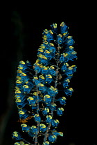 Colonial Ascidians (Perophora namei) against a black background. North Raja Ampat, West Papua, Indonesia.