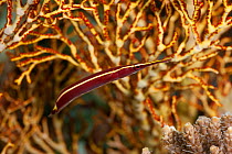 Urchin clingfish (Diademichthys lineatus) North Raja Ampat, West Papua, Indonesia.