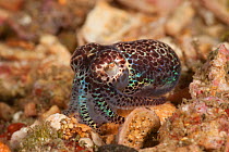 Bobtail squid (Euprymna sp.). These squid have a symbiotic relationship with bioluminescent bacteria. North Raja Ampat, West Papua, Indonesia.
