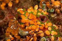 Group of small Ascidians. North Raja Ampat, West Papua, Indonesia.