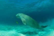 Dugong (Dugong dugon) in the seagrass bed shadowed by a trevally. Dimakya Island, Palawan, Philippines