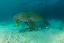 Dugong (Dugong dugon) feeding in the seagrass bed shadowed by a trevally. Dimakya Island, Palawan, Philippines.