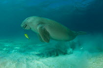 Dugong (Dugong dugon) surfacing to take a breath of air. Dimakya Island, Palawan, Philippines.