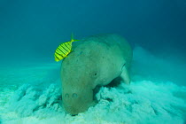 Dugong (Dugong dugon) feeding in the seagrass bed shadowed by a trevally. Dimakya Island, Palawan, Philippines.
