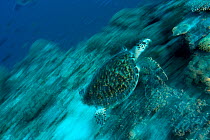 Hawksbill turtle (Eretmochelys imbricata) swimming through a reef. Banda Neira, Moluccas, Indonesia, December.