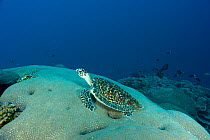 Hawksbill turtle (Eretmochelys imbricata) resting on a boulder coral. Banda Neira, Moluccas, Indonesia, December.