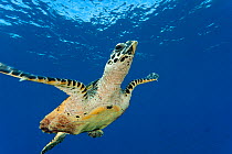 Hawksbill turtle (Eretmochelys imbricata) swimming, seen from below. Banda Neira, Moluccas, Indonesia, December 2009.