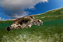 Split-level shot of a pet baby Hawksbill turtle (Eretmochelys imbricata) swimming in the shallows. Tunnung Island, New Hanover, Papua New Guinea, June 2010.