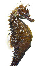 A male Spiny / Longsnouted / Yellow Seahorse (Hippocampus guttulatus), aquarium image. This seahorse is part of a UK seahorse breeding program. Photographed at the SEALIFE quarantine and breeding faci...