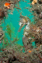 White's / Golden Seahorse (Hippocampus whitei) framed by marine plants. Chowder Bay, Sydney Harbour, New South Wales, Australia, February.