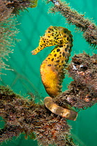 A Large / Pot Bellied Seahorse (Hippocampus abdominalis) perched in nets. Manly, Sydney, New South Wales, Australia, March.