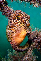 A Large / Pot Bellied Seahorse (Hippocampus abdominalis) attached to ropes. Manly, Sydney, New South Wales, Australia, March.
