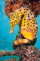 A male Large / Pot Bellied Seahorse (Hippocampus abdominalis) with its tail coiled around rope. Manly, Sydney, New South Wales, Australia, March.