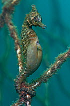 A male Golden / White's Seahorse (Hippocampus whitei) giving birth, note the tail of a baby protruding from his brood pouch. Manly, Sydney, New South Wales, Australia, March.