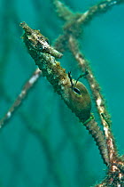 A male Golden / White's Seahorse (Hippocampus whitei) gives birth; two baby seahorses are leaving the brood pouch and two others float nearby. Manly, Sydney, New South Wales, Australia, March.